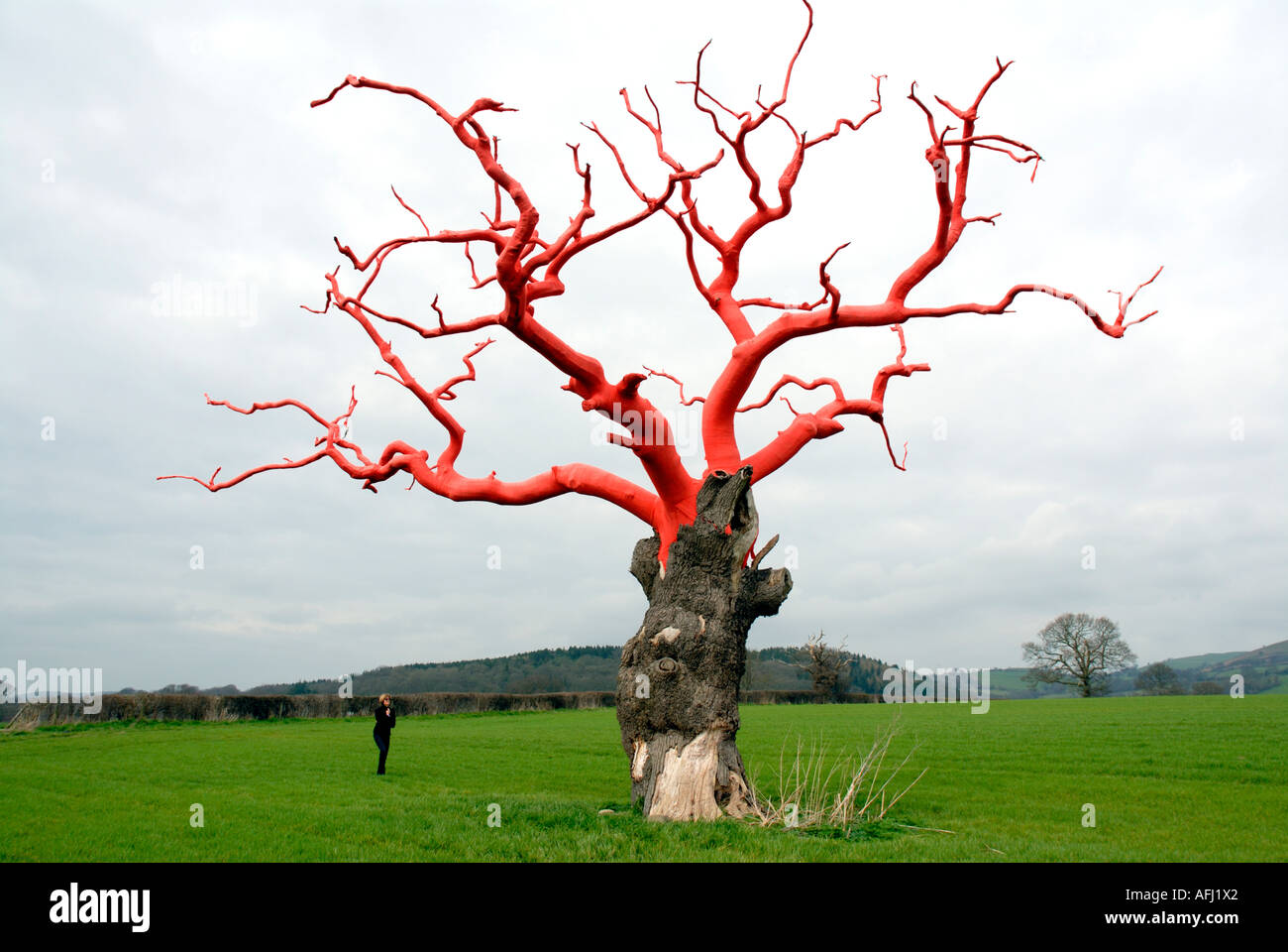 Diese alten umwickelte Bäume Montgomeryshire ist Teil einer Serie namens gebundenen erstellt von Cardiff ansässigen Künstlers Philippa Lawrence, Stockfoto