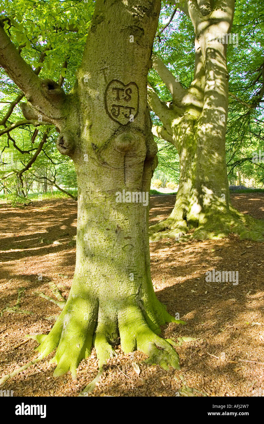 Graffiti in Buche Baumrinde gehauen Stockfoto
