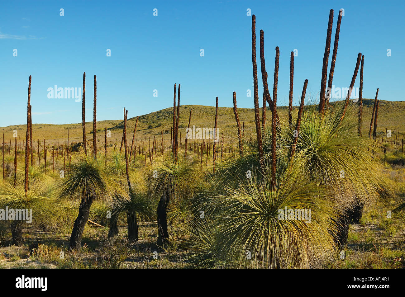 Xanthorrhoea Grasbäume in der Nähe von Wedge Island Nambung National Park Western Australia Stockfoto