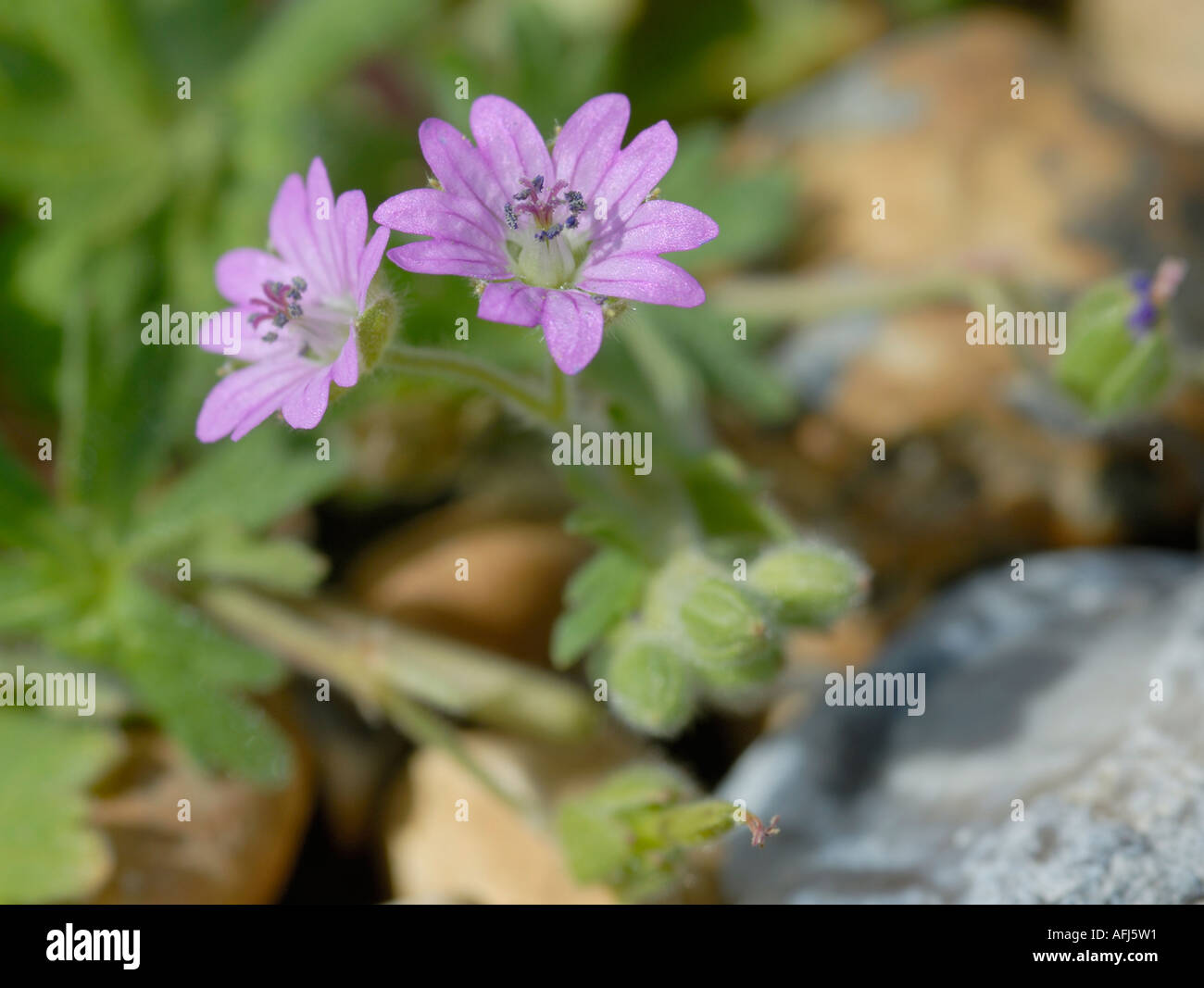 Rosa Blüten von Weicher Storchschnabel Stockfoto