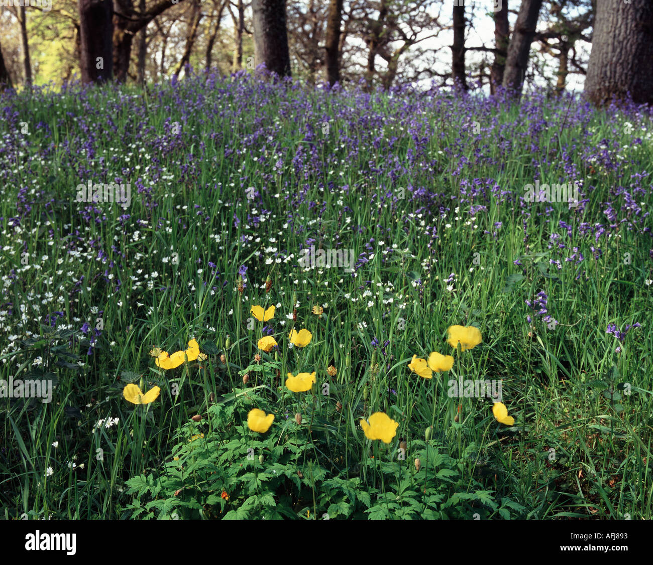 UK Schottland Perthshire Woodland Glockenblumen und wilden Mohn Stockfoto