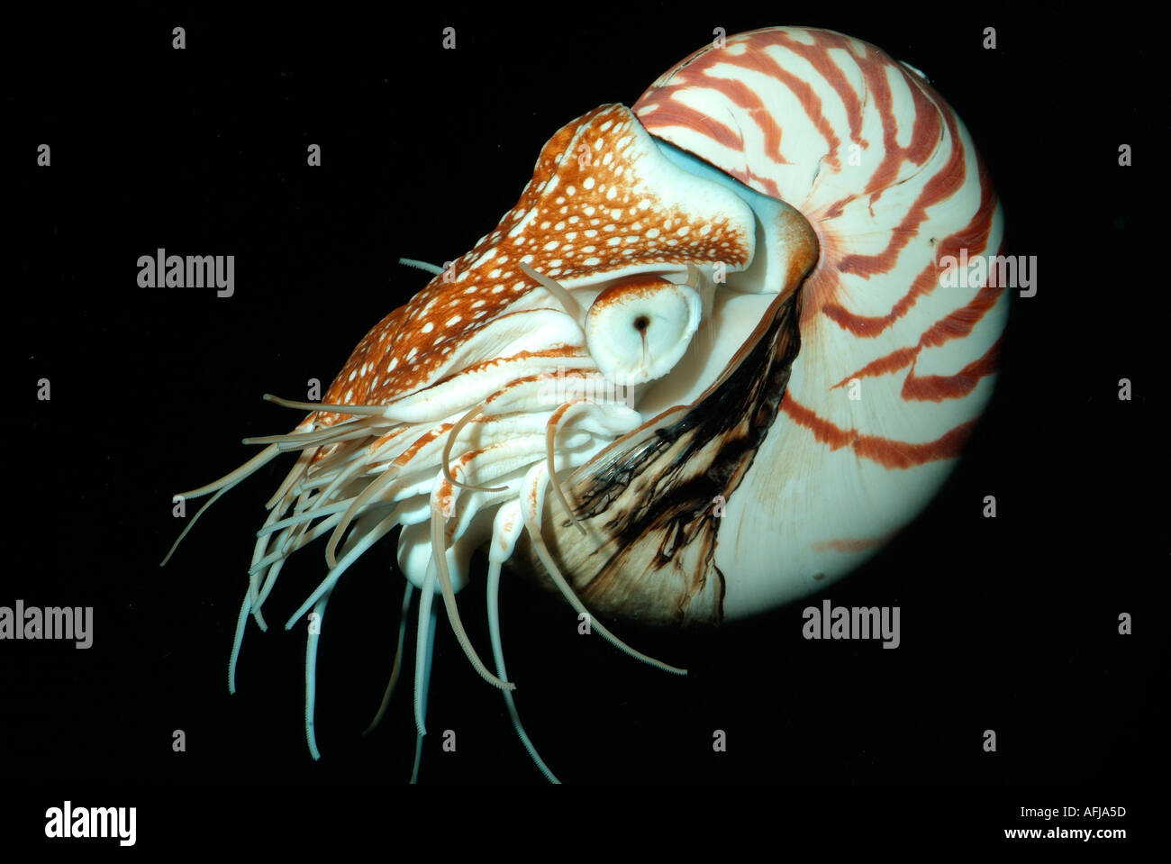 Nautilus-Tiefsee-Cephalopoden Stockfoto