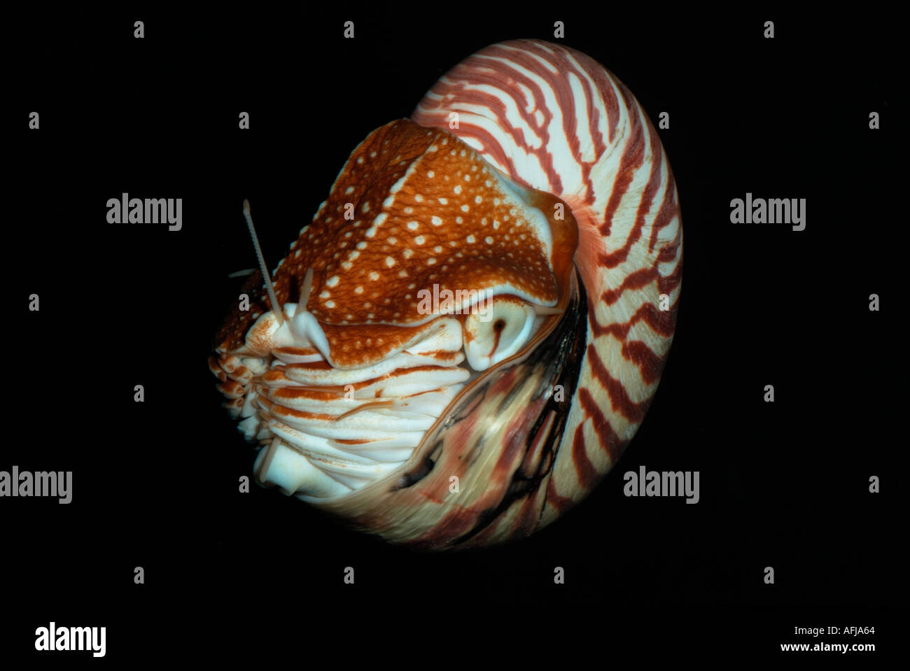 Nautilus-Tiefsee-Cephalopoden Stockfoto