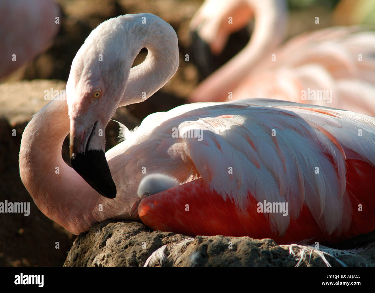 Chilenische Flamingo Phoenicopterus Chilensis weiblich auf Nest mit Küken unter die Flügel Nuture gefangen fürsorgliche Pflege Mutter Babyrosa Stockfoto