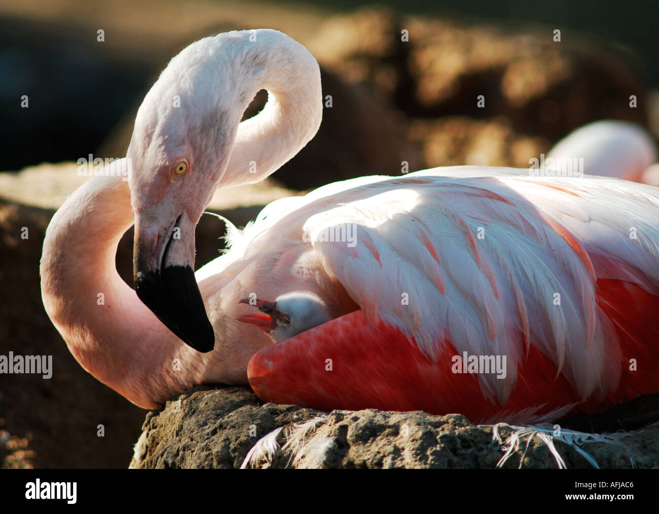 Chilenische Flamingo Phoenicopterus Chilensis weiblich auf Nest mit Küken unter die Flügel Nuture gefangen fürsorgliche Pflege Mutter Babyrosa Stockfoto