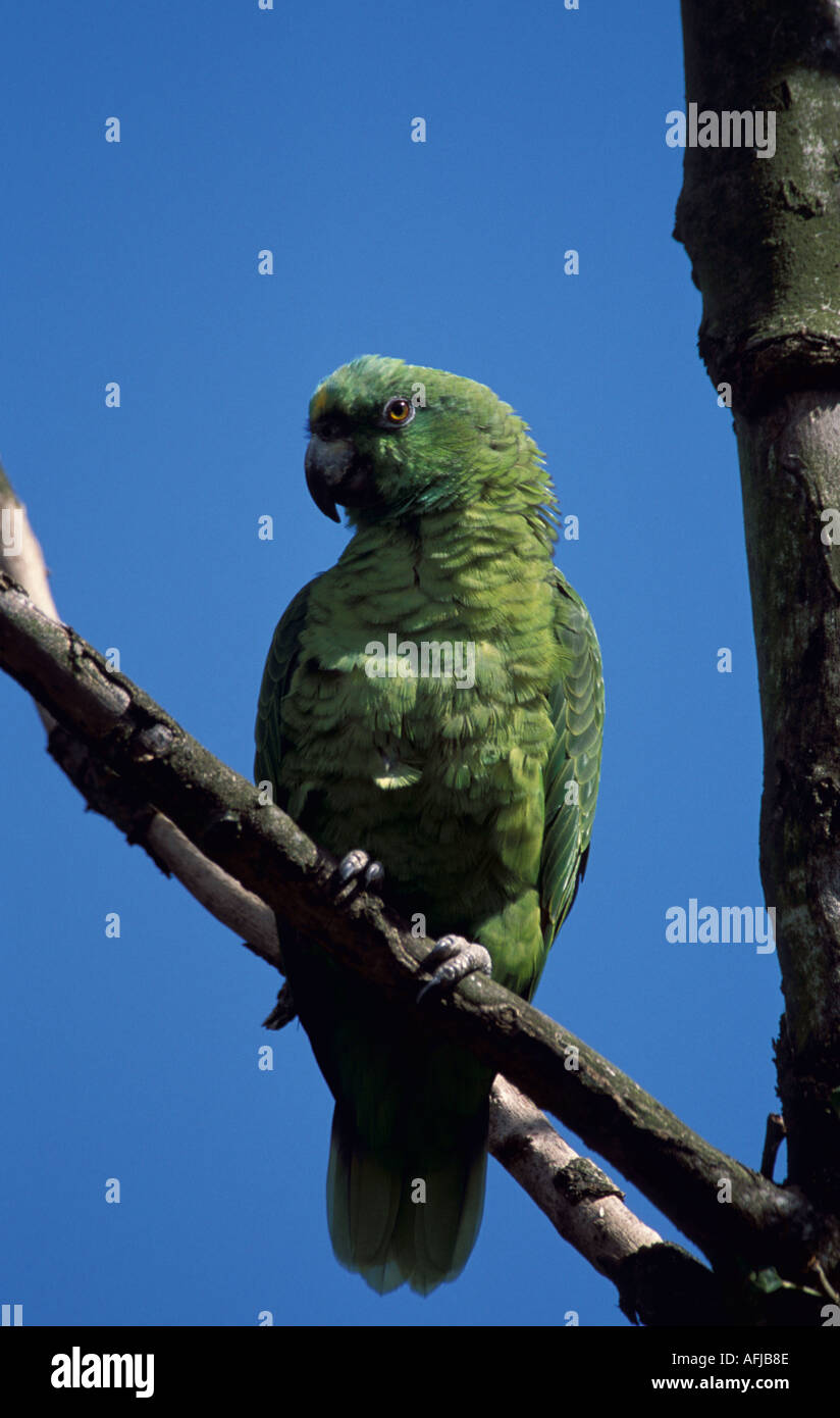 Gelbe gekrönte Amazon Parrot Stockfoto