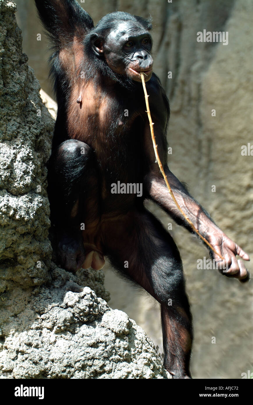 Bonobo Zentralafrika Kongo mit Stick als Werkzeug, um Termiten ernähren sich vom Hügel Gefangenen Stockfoto