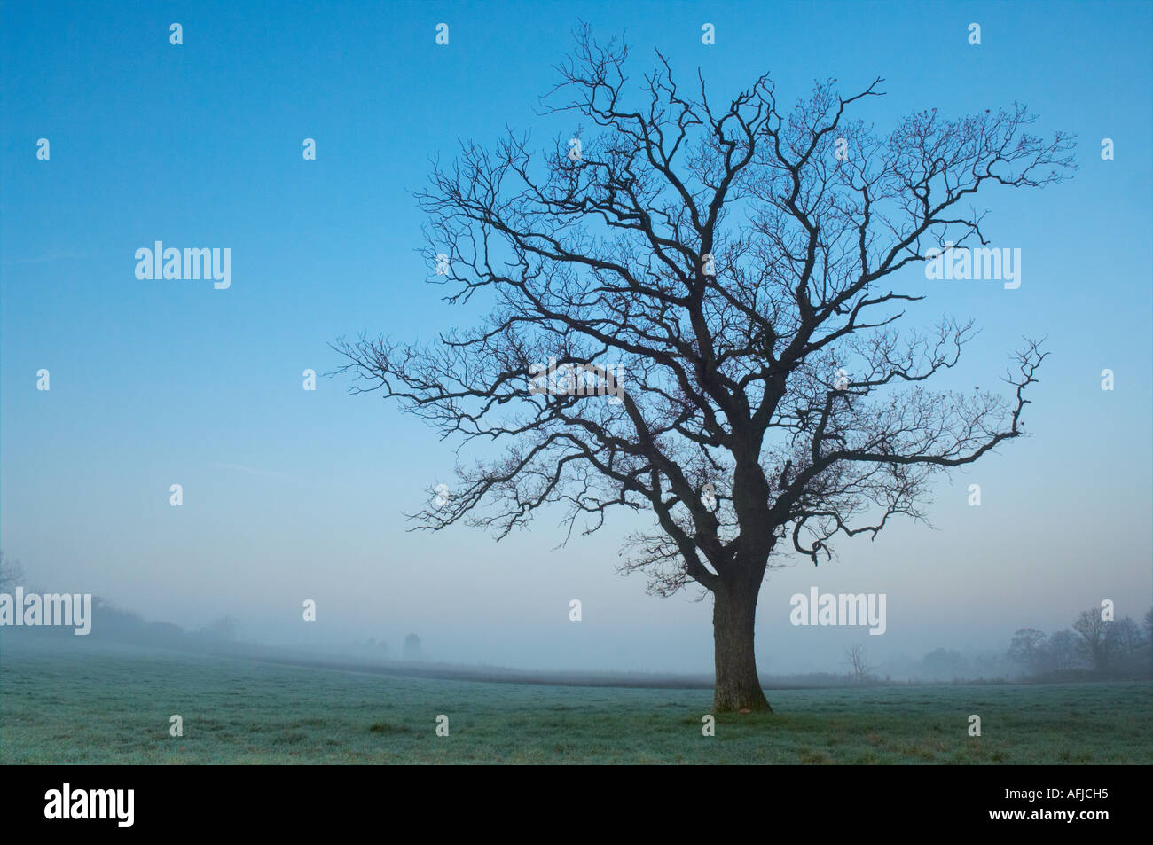 Ein einsamer Baum steht in einem frostigen Feld in Somerset, England in der Morgendämmerung. Stockfoto