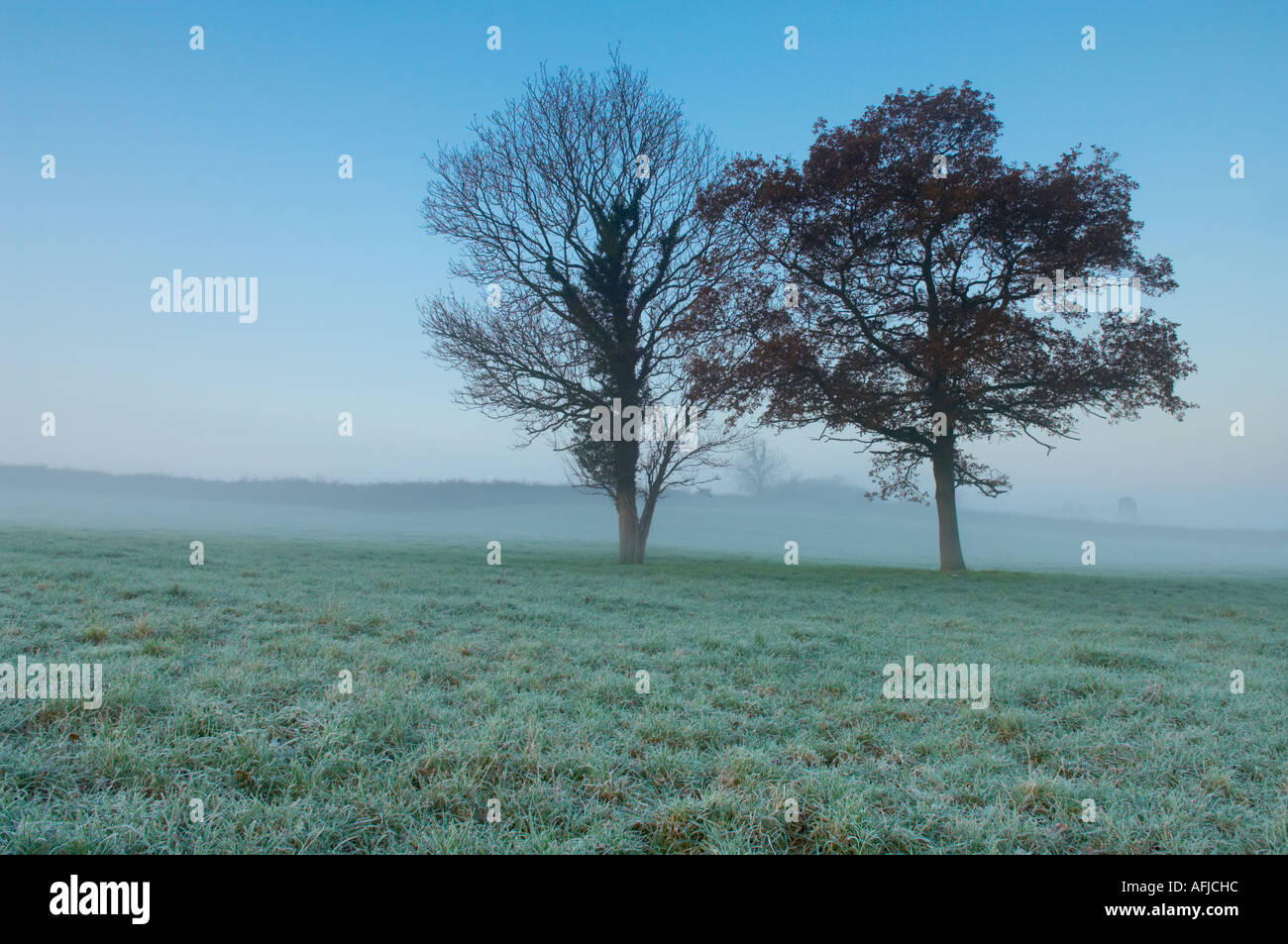 Bäume im frostigen Ackerland auf morgen in Somerset, England. Stockfoto
