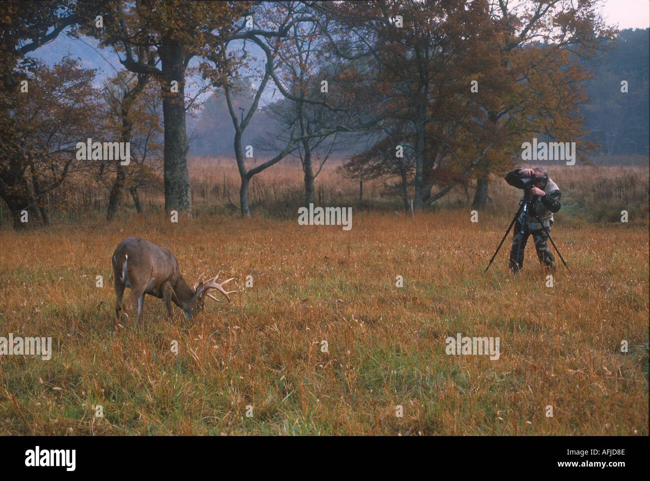 Fotografie fotografieren White tailed Deer Cades Cove Great Smoky Mountains USA Stockfoto