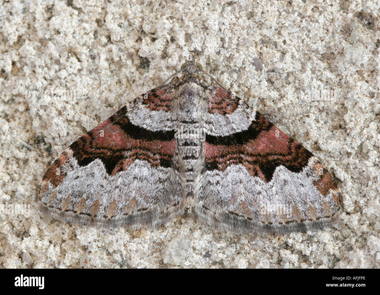 Garten Teppich Motten Xanthorhoe Fluctuata Auf Stein Stockfoto