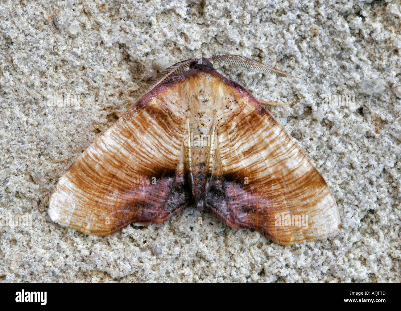 Verbrannte Flügel Motte (Plagodis Dolabraria) Stockfoto