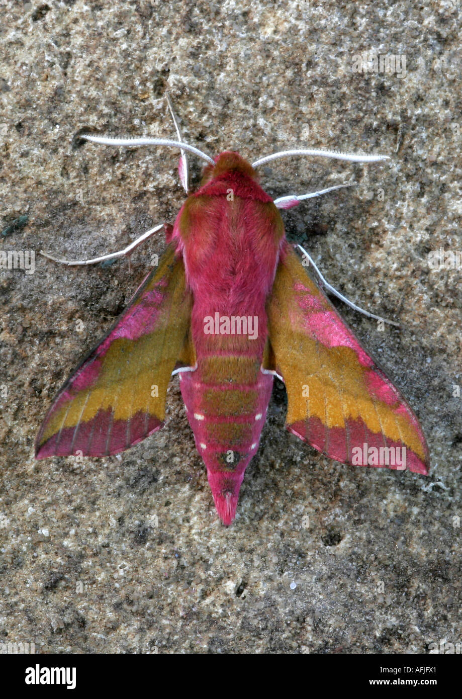 Kleine Elefanten Hawkmoth (Deilephila Porcellus) Stockfoto