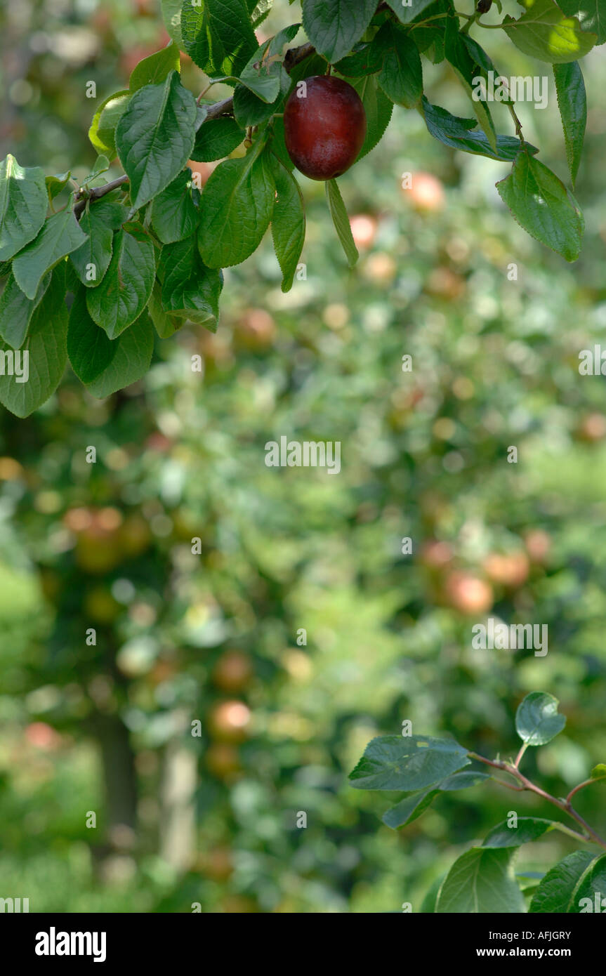 Victoria-Pflaume-Baum in einer Apfelplantage in Kent, England Stockfoto