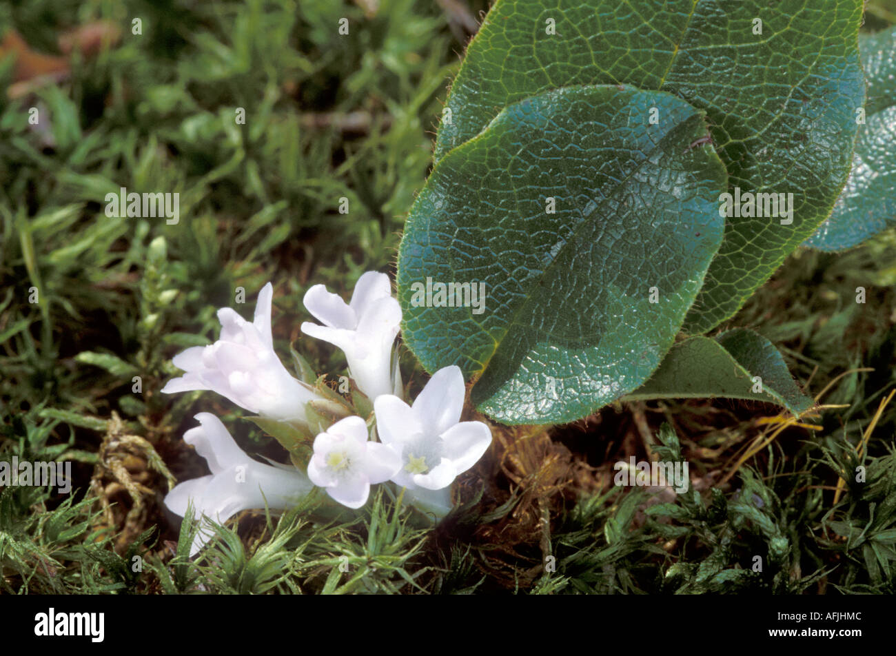 Trailing Arbutus oder Mayflower, Epigaea repens Stockfoto