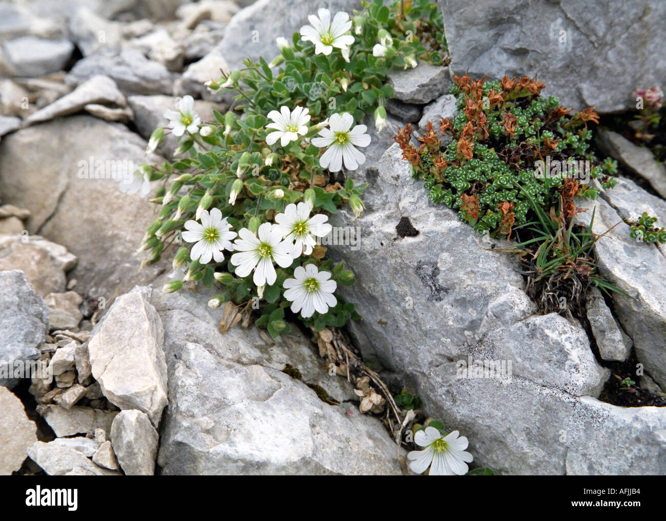 Nahaufnahme der Maus Ohr filziges Alpenblumen im Nationalpark Pirin Bulgarien Stockfoto