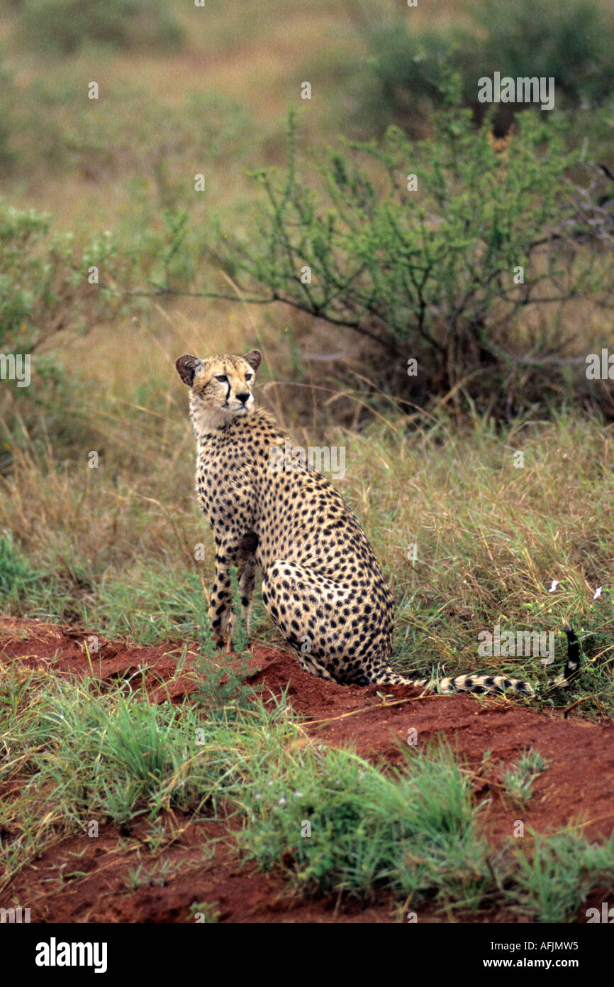 Leopard im natürlichen Lebensraum Tsavo Nationalpark Kenia Stockfoto