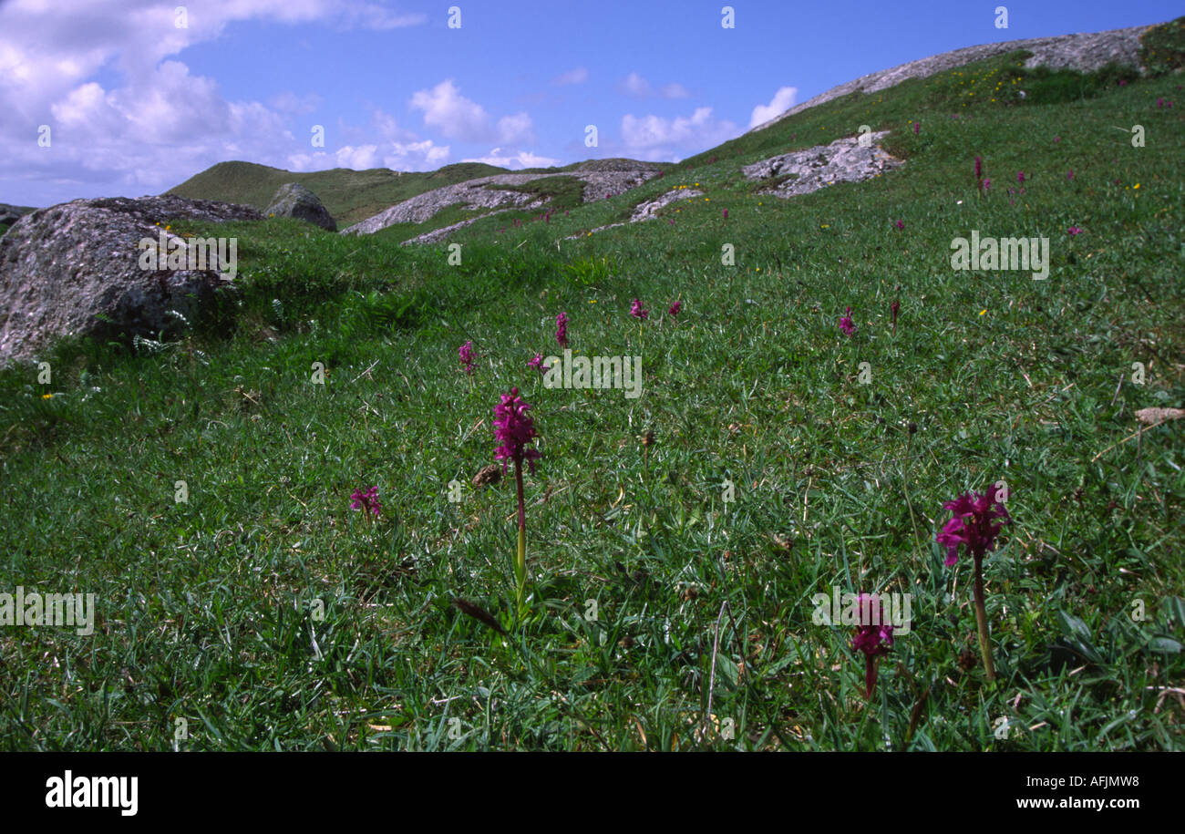 Die nasse Heide die Hebridean Insel Coll unterstützt eine reiche Flora. Stockfoto
