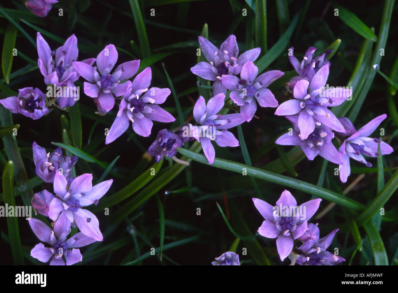 Frühling Blaustern (Scilla Verna), wird häufig in der Nähe der Küste auf den Inseln der Hebriden gefunden. Stockfoto