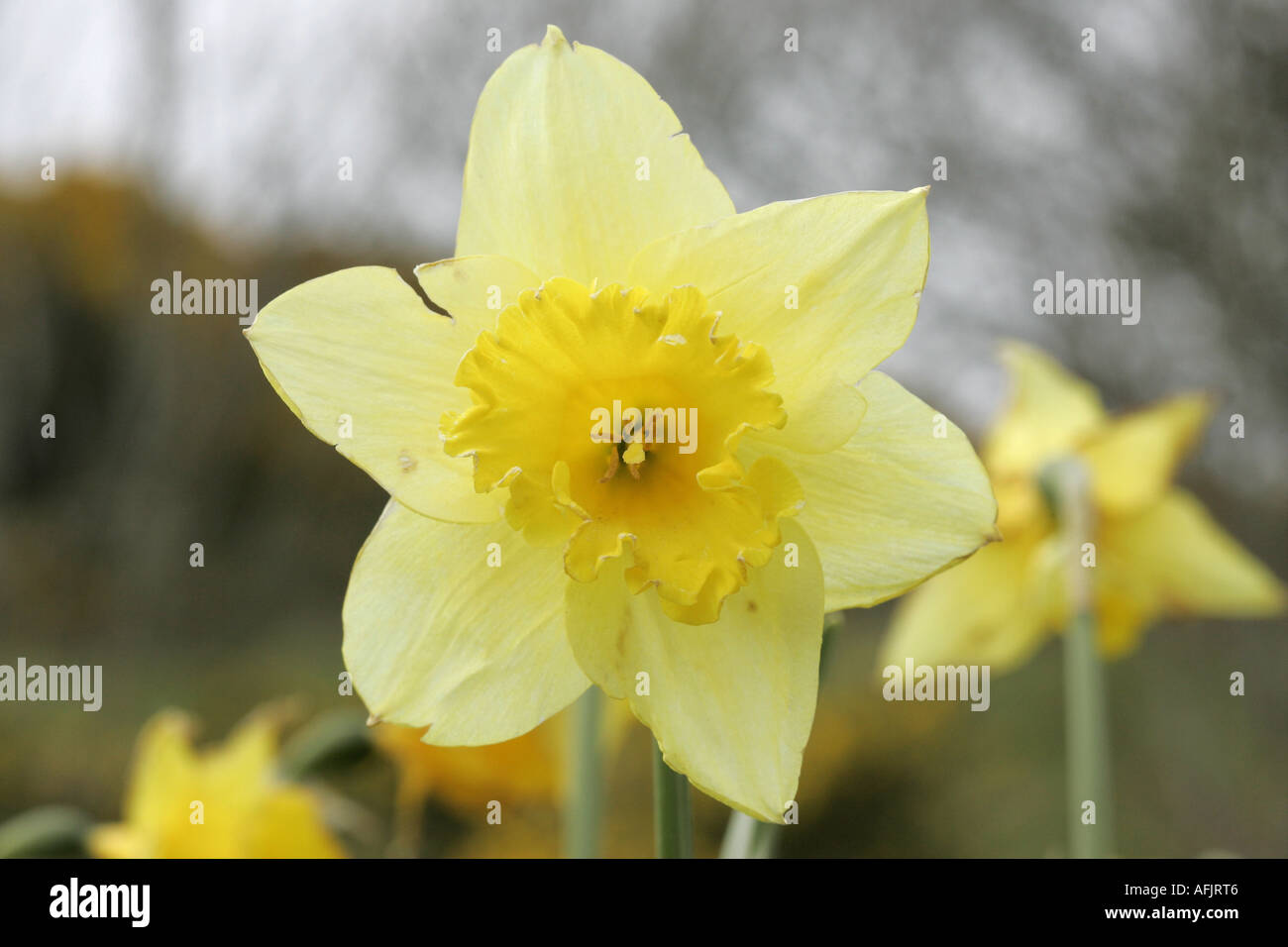 Narcissus-Narzissen gegen einen bewölkten Himmel Rathlin Insel Nordirland Stockfoto