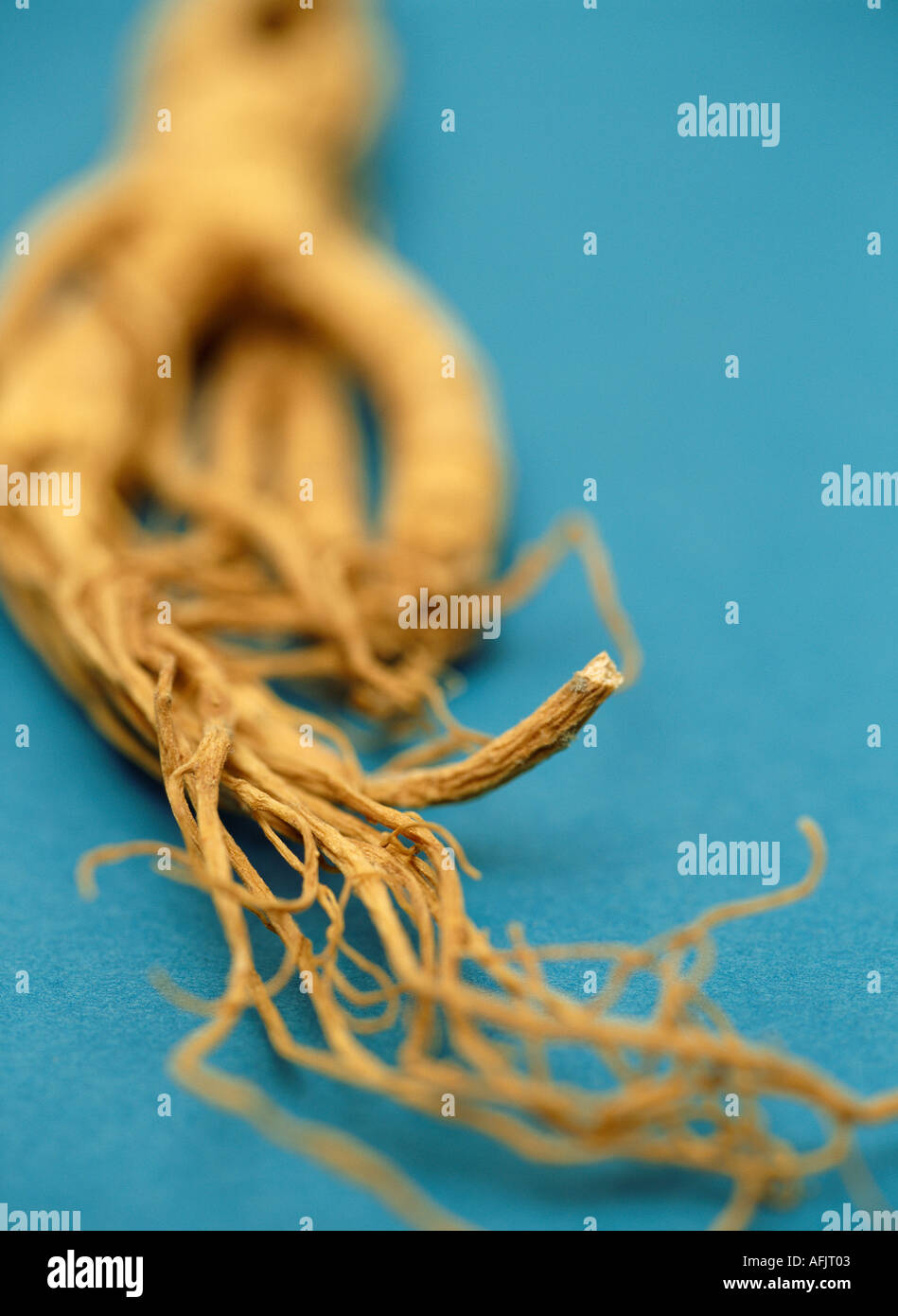 Ginseng-Wurzel Stockfoto