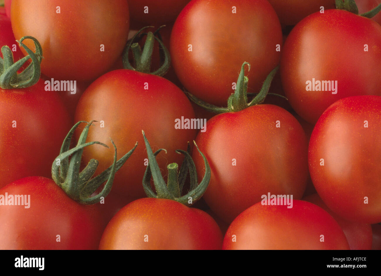 Solanum lycopersicum syn Lycopersicon esculentum 'Fantasia'. F1 Hybridtomaten. Stockfoto