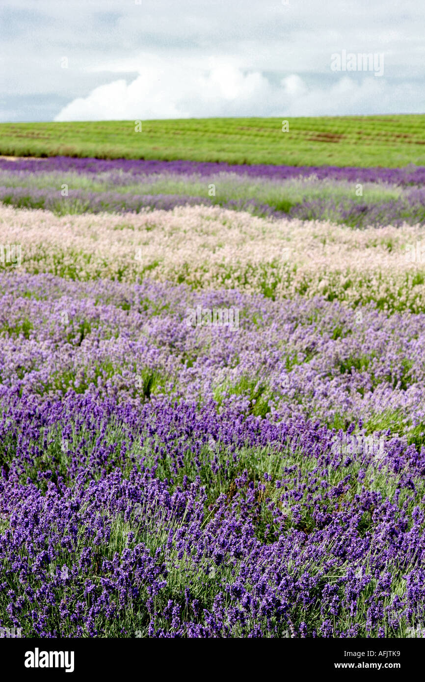 LAVENDULA AUGUSTIFOLIA ENGLISCHER LAVENDEL Stockfoto