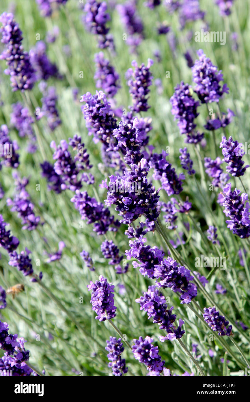 LAVENDULA AUGUSTIFOLIA ENGLISCHER LAVENDEL Stockfoto