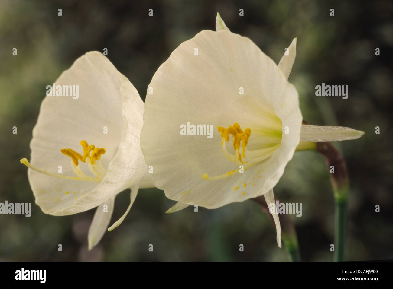 Narcissus "Taft". Division zehn 10 Narzissen Bulbocodium. Stockfoto