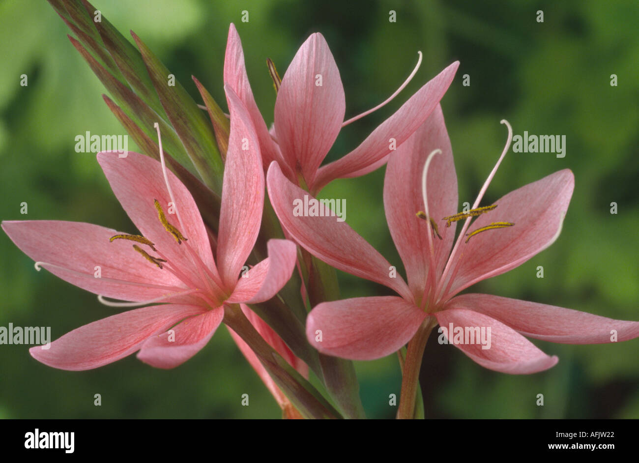 Hesperantha coccinea syn. Schizostylis coccinea 'Fenland Daybreak'. Kaffirlilie. Stockfoto