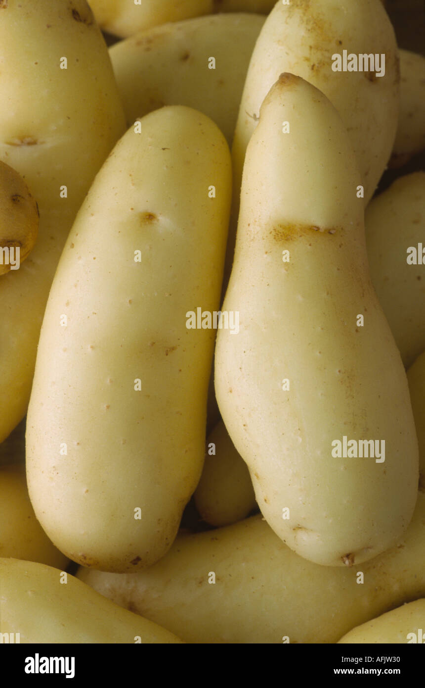 Solanum Tuberosum "Ratte". AGM gewaschen Maincrop Frühkartoffeln. Stockfoto