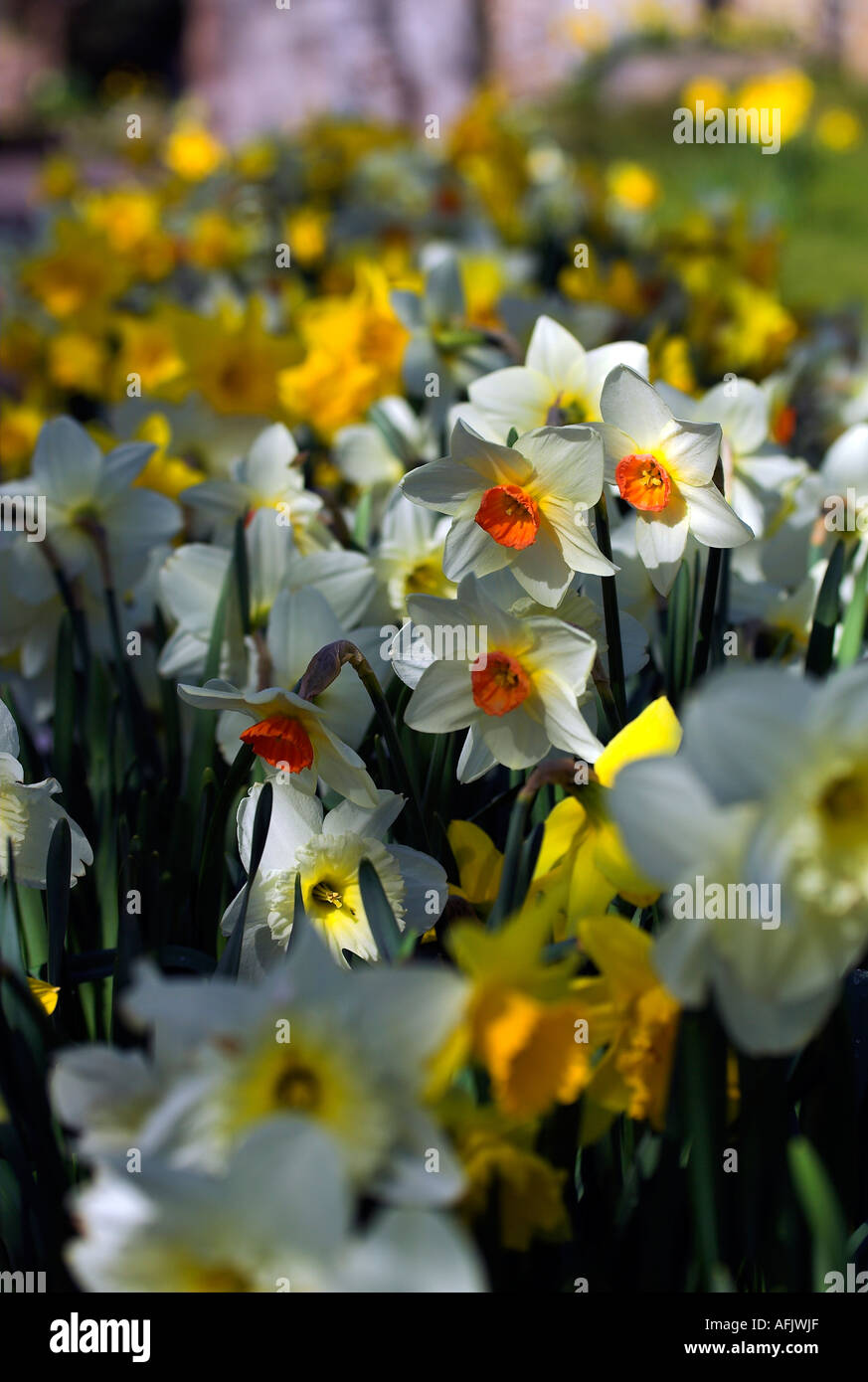 Narzissen lateinisch Narcissus Pseudonarcissus, West Sussex UK Stockfoto