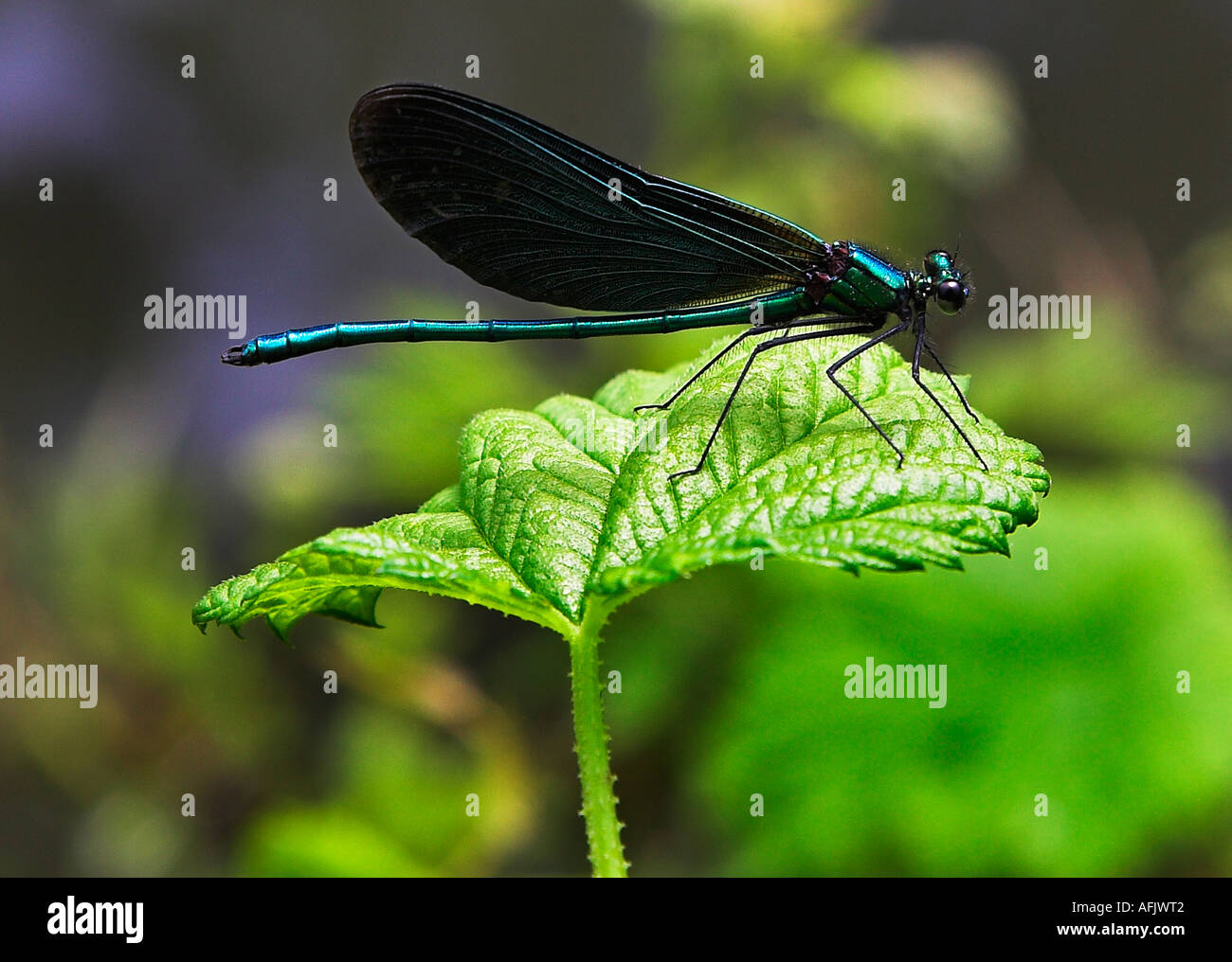 Kaiser Dragonfly - Anax Imperator Surrey Großbritannien Großbritannien UK Stockfoto