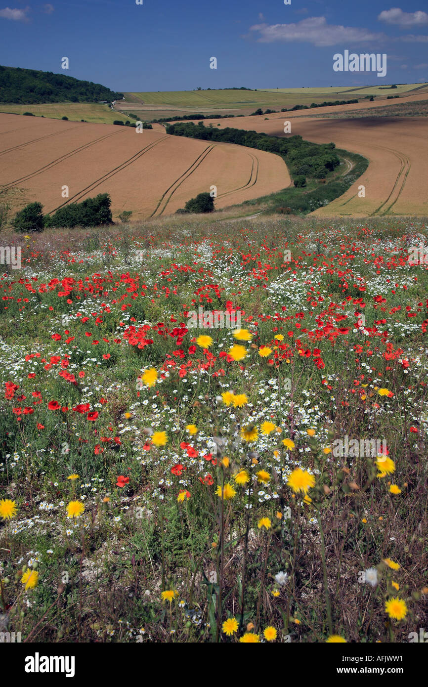 Landschaft-Szene von Mohnblumen (Papaver Rhoeas), Wildblumen und Weizen Felder auf die Southdowns in der Nähe von Steyning, West Sussex, UK Stockfoto