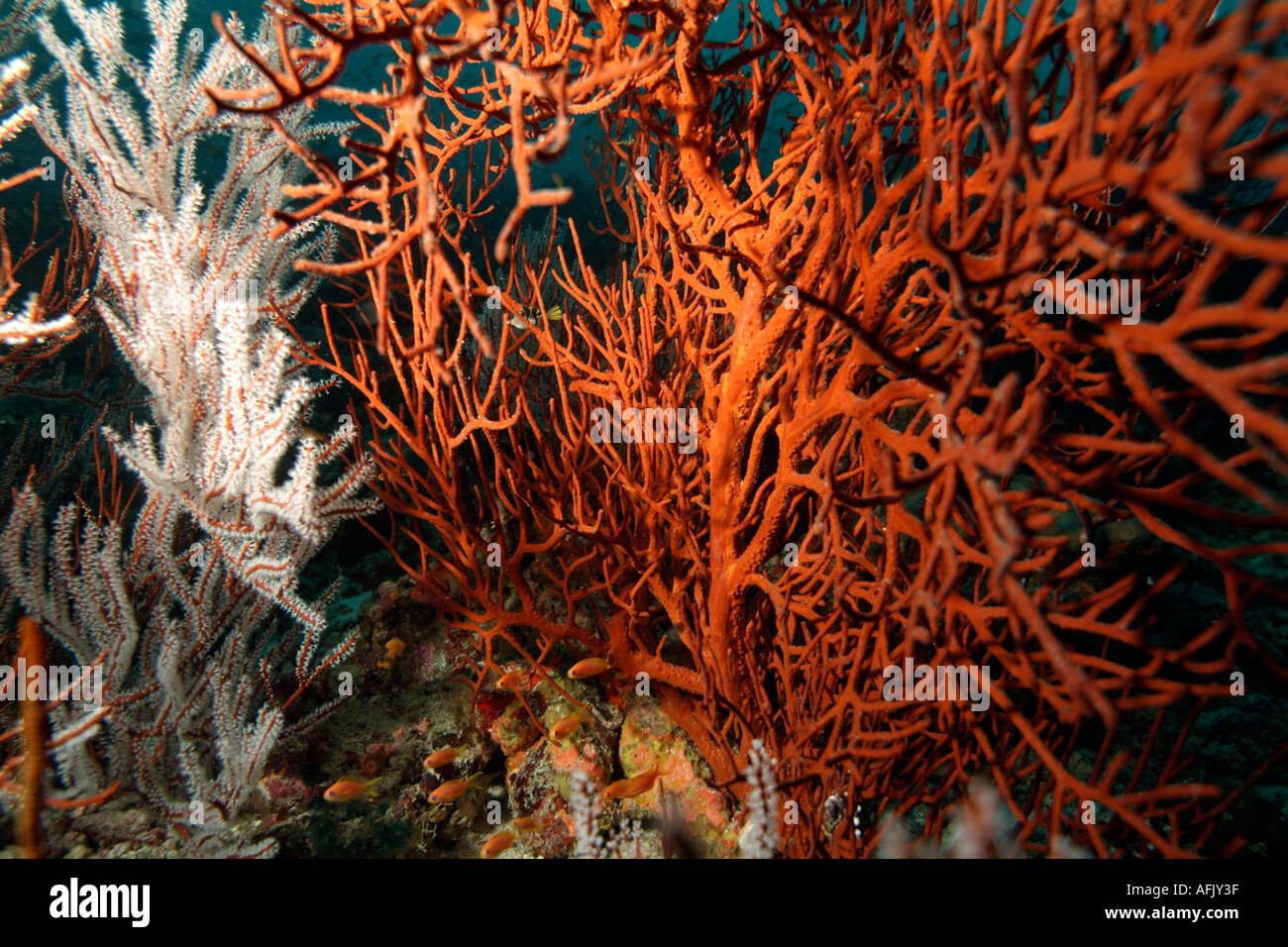 Indischen Ozean Koralle auf ein Riff Stockfoto