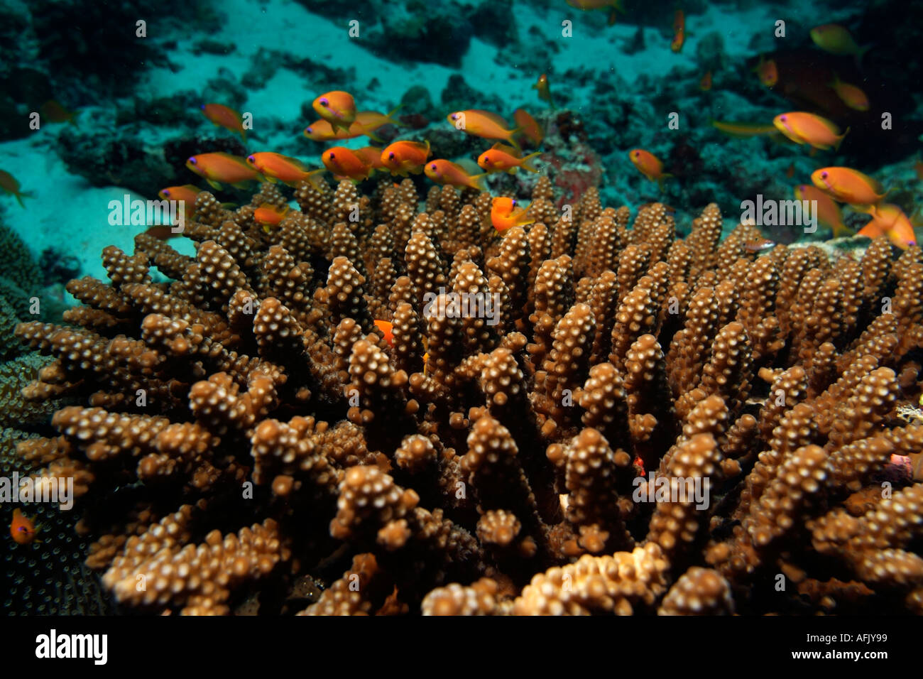Malediven-Baa-Atoll-Darajandhoo - kleine Orange Fisch über eine neugierige Koralle Acropora Nasuta Stockfoto