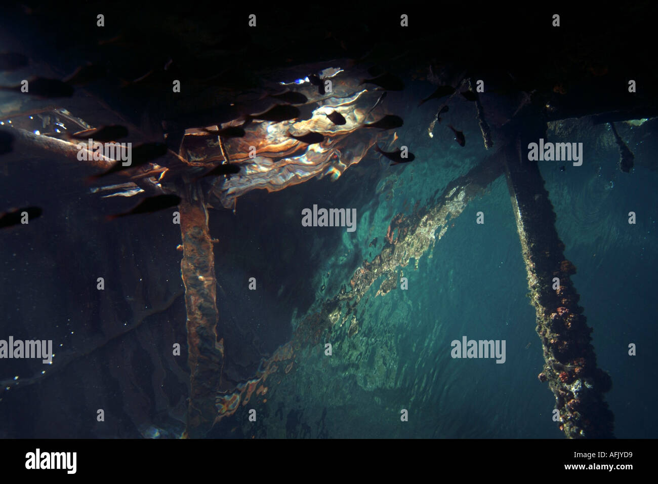 Malediven Faadhippolhu Atoll der Werft innen ein Schiffswrack in der Nähe von Oberfläche Stockfoto