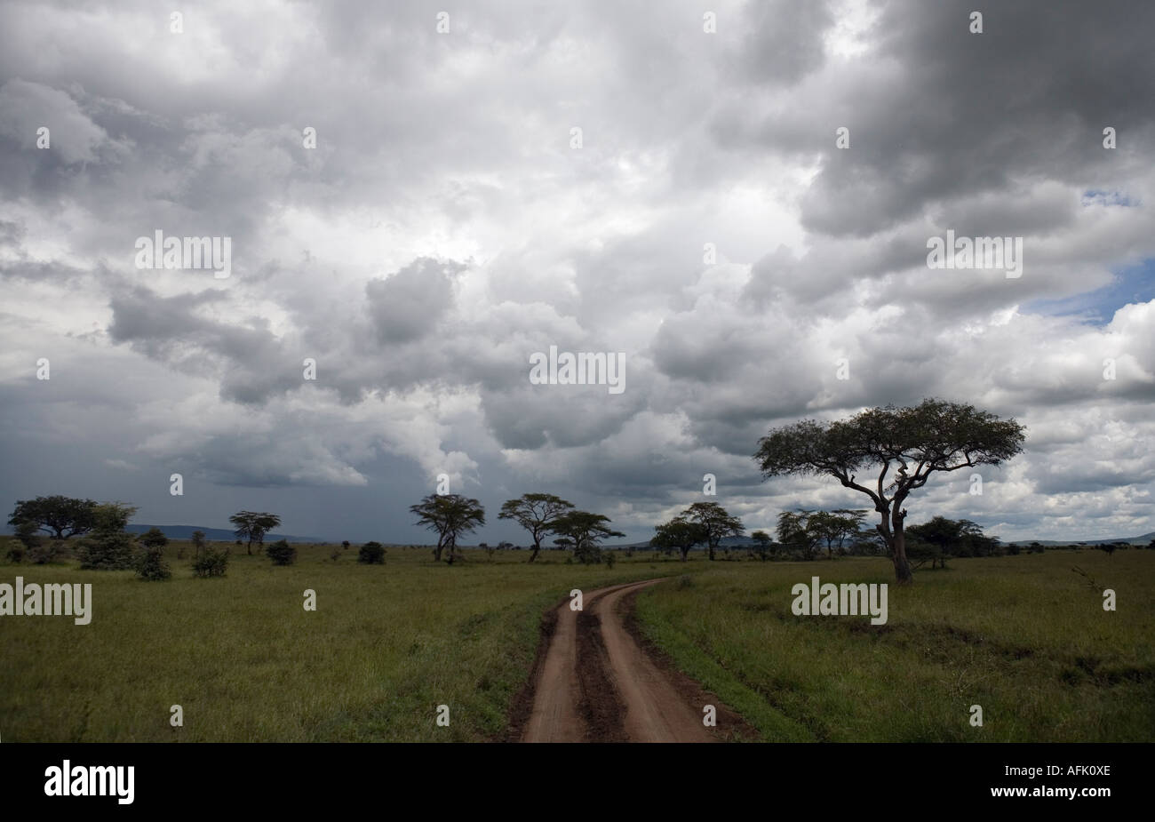 ein Feldweg und Gewitterwolken im Serengeti National Park ist eine Region von Wiesen und Wäldern in der Vereinigten Republik Tansania Stockfoto