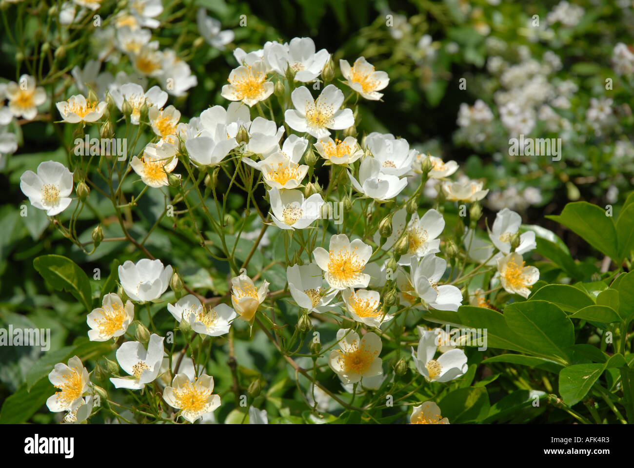Rosa Filipes Kiftsgate rose Stockfotografie Alamy