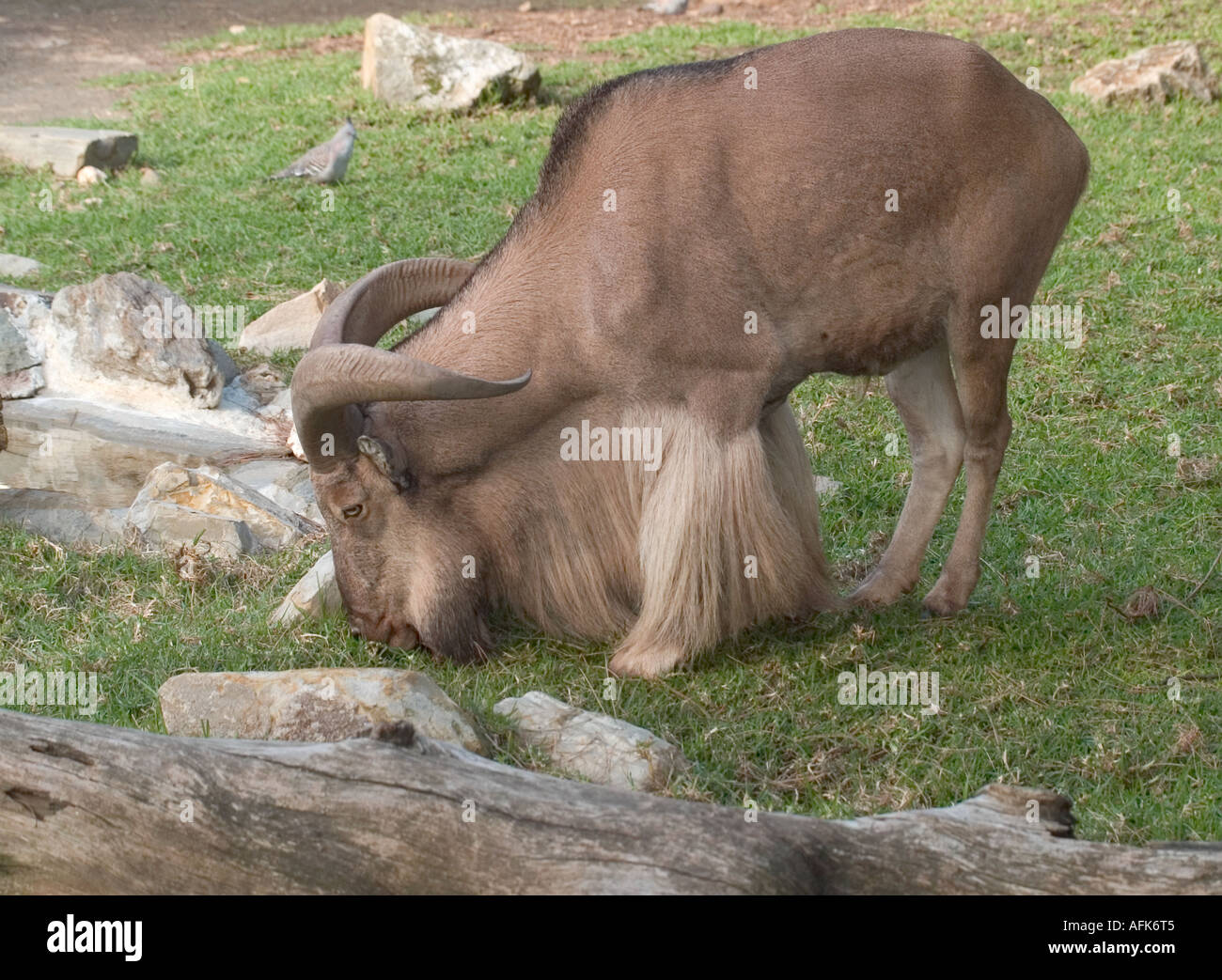 GRASENDE BERBERSCHAFE IM ADELAIDE ZOO, SÜDAUSTRALIEN Stockfoto