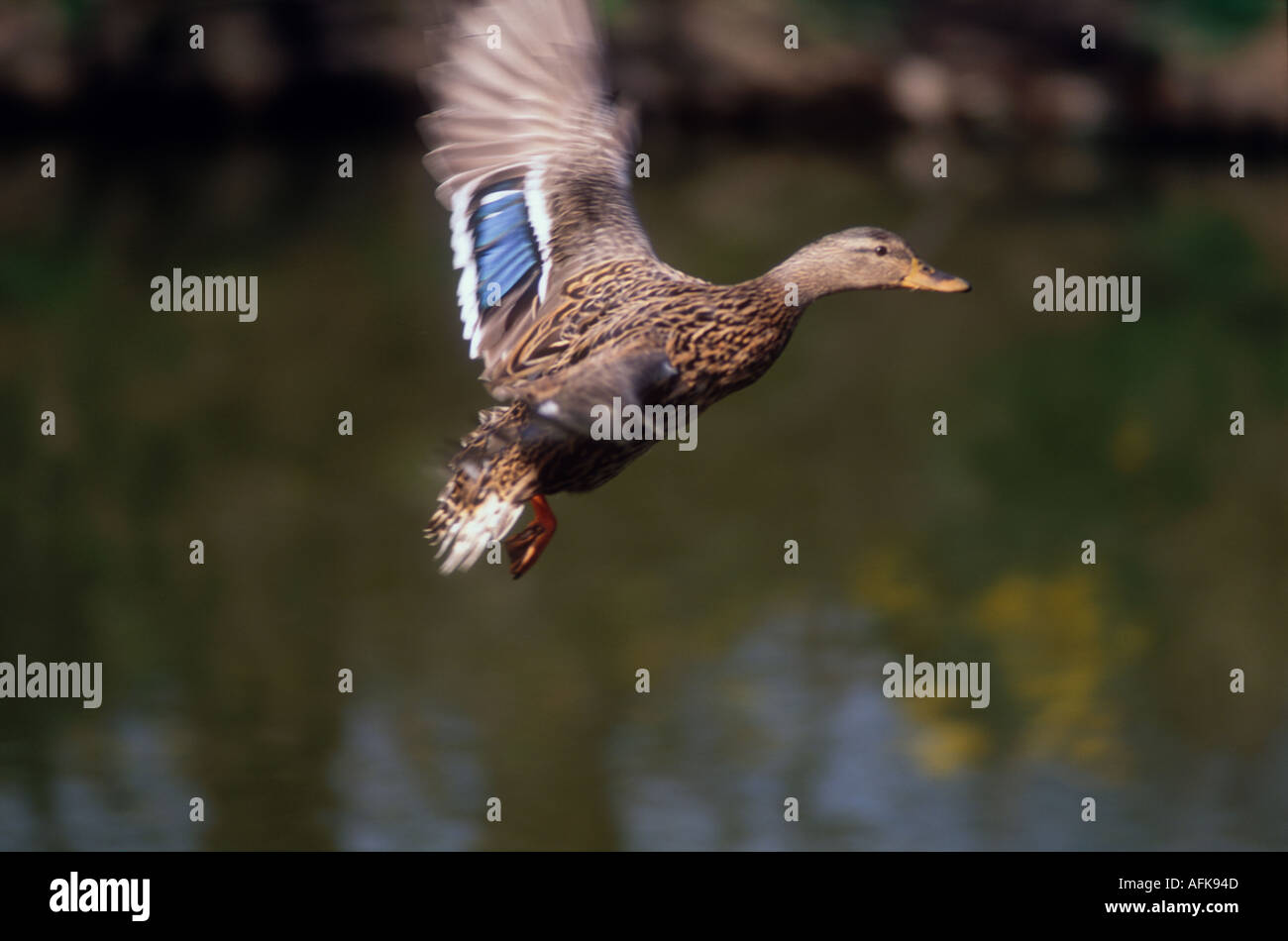 Stockente im Flug über Wasser Stockfoto