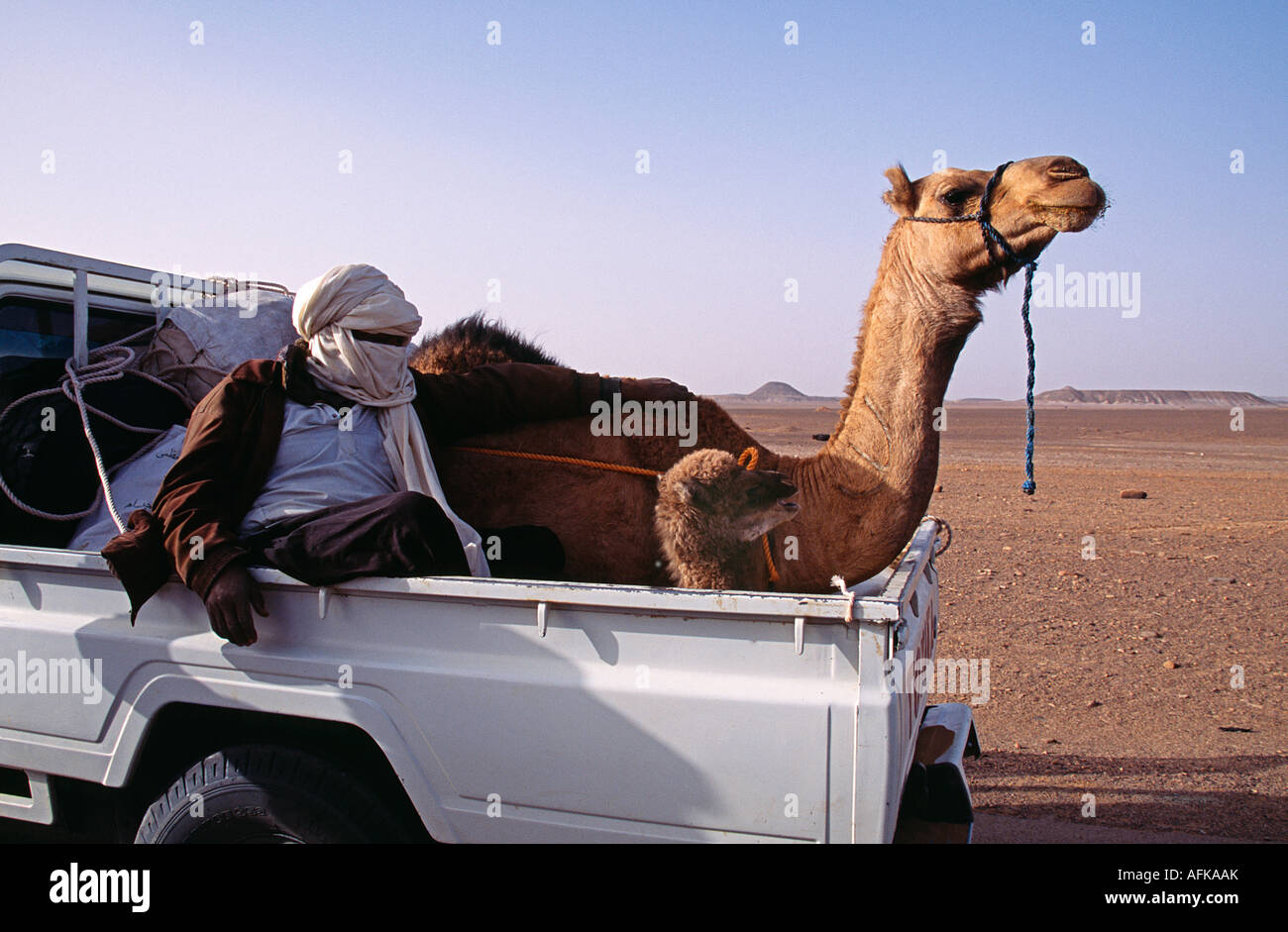 Kamel Transport in der libyschen Sahara. Die kostbare Fracht der Mutter und ihrem 15 Tage altes Baby wird von seinem Besitzer Tuareg begleitet. Stockfoto