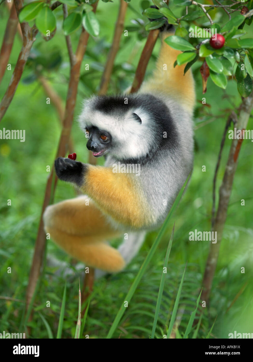 Ein Maughold Sifaka (Propithecus Diadema) wilde Guave Früchte im Matandia Nationalpark, östlichen Madagaskars zu essen. Stockfoto