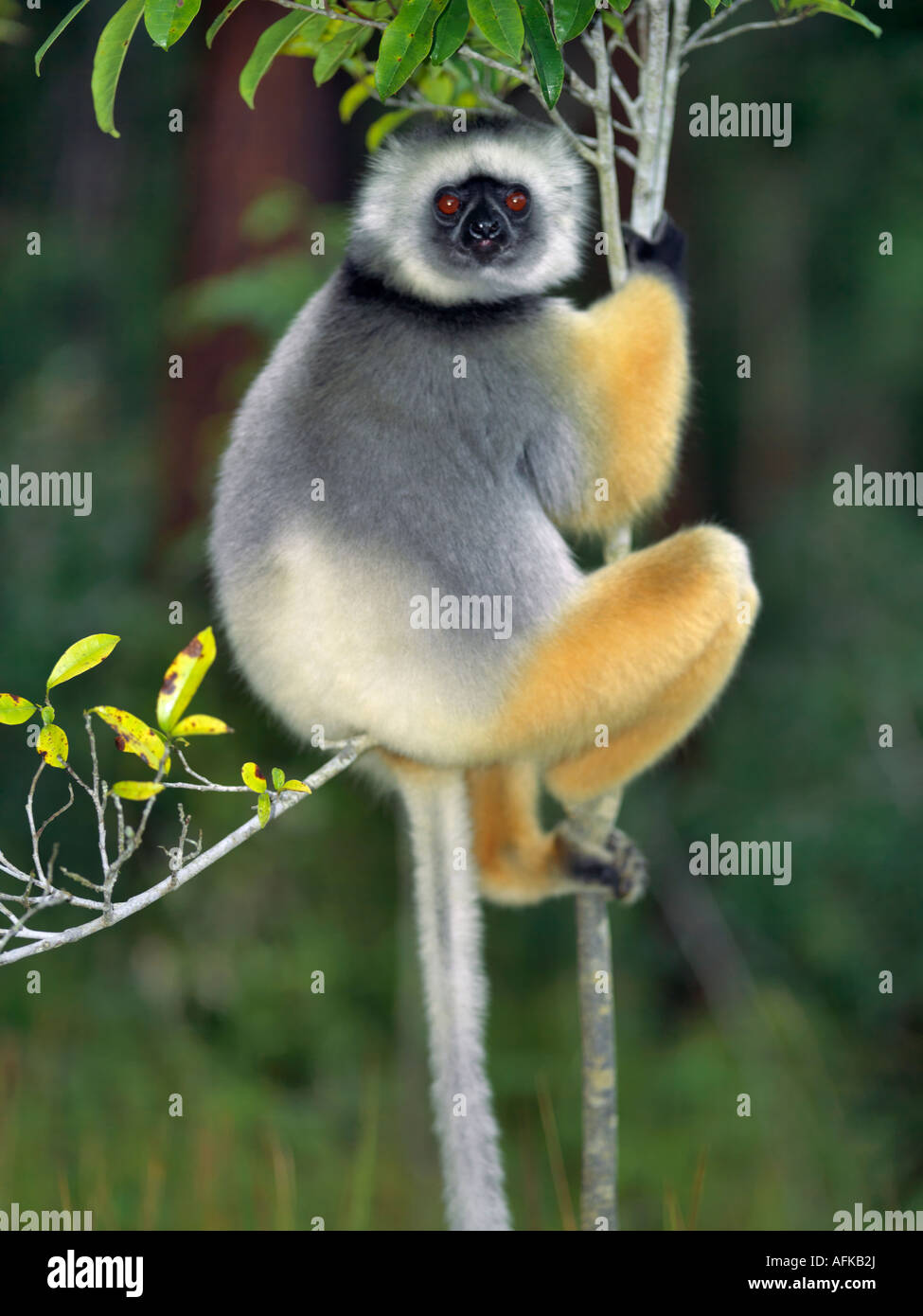 Ein Maughold Sifaka (Propithecus Diadema) im Matandia Nationalpark, östlichen Madagaskars. Stockfoto