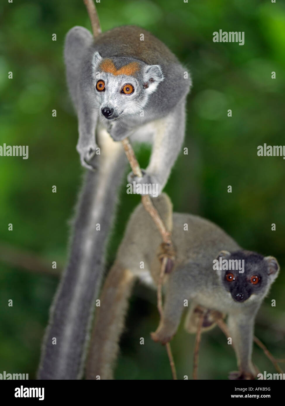 Eine männliche und weibliche gekrönte Lemur (Eulemur Coronatus). Stockfoto