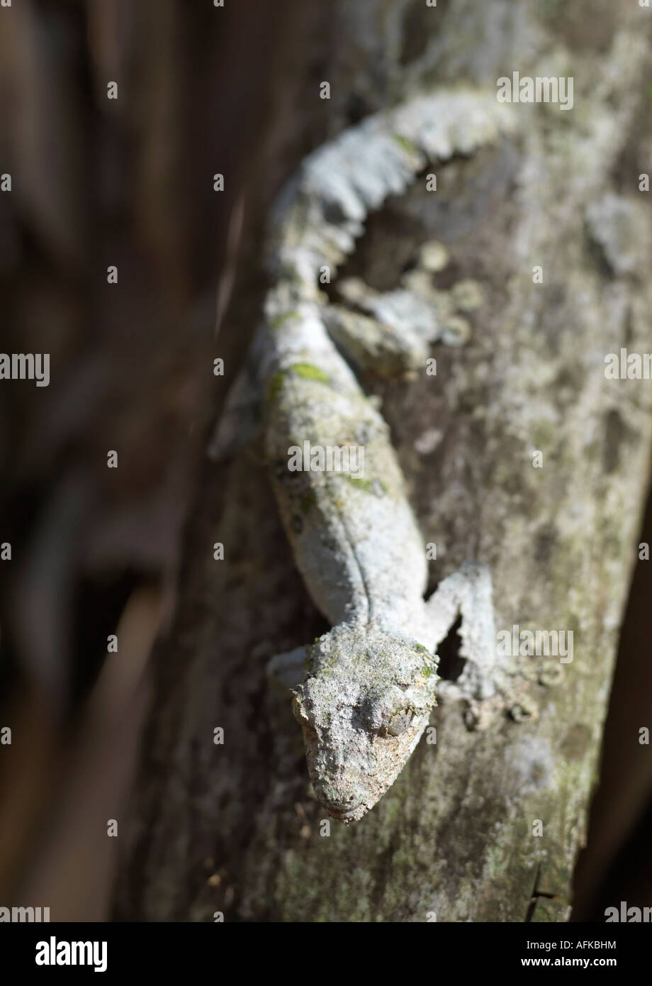 Eines der außergewöhnlichsten Geckos in Madagaskar ist der Leaf-tailed oder Fransen Gecko (Uroplatus Henkeli). Stockfoto