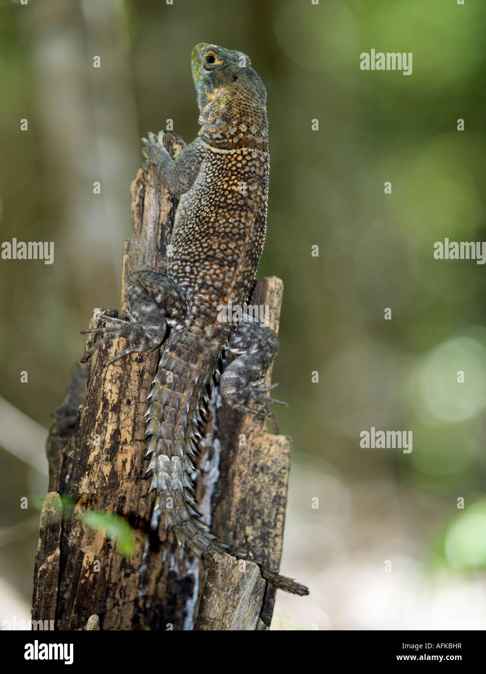 Ein Kragen Iguanid (unterschieden Cuvieri) im Nationalpark Kirindy. Diese stacheligen-angebundene Iguanids sind häufig in den trockenen Süden. Stockfoto