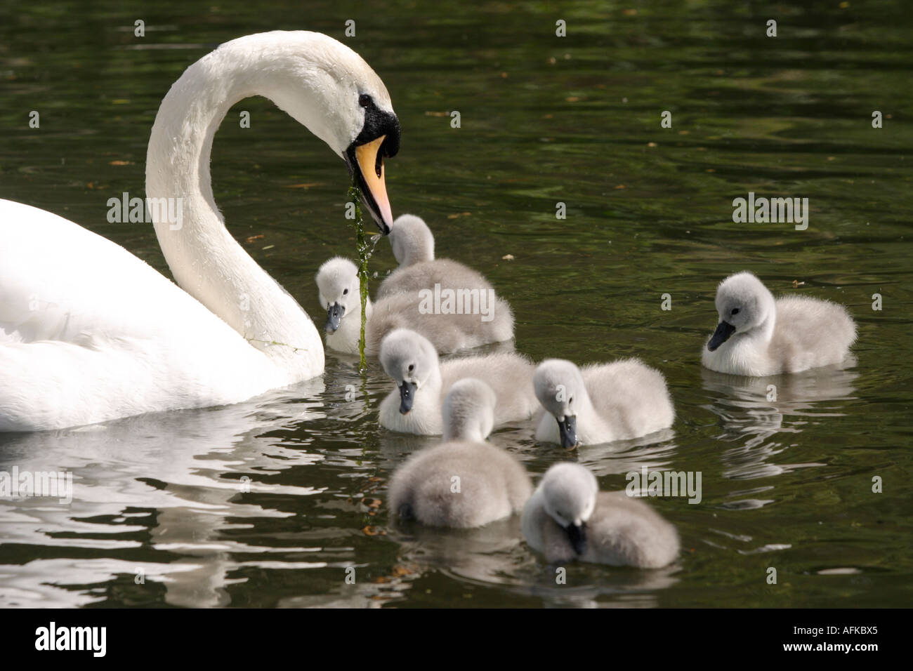 Neugeborenen Cygnets auf einem Teich Stockfoto