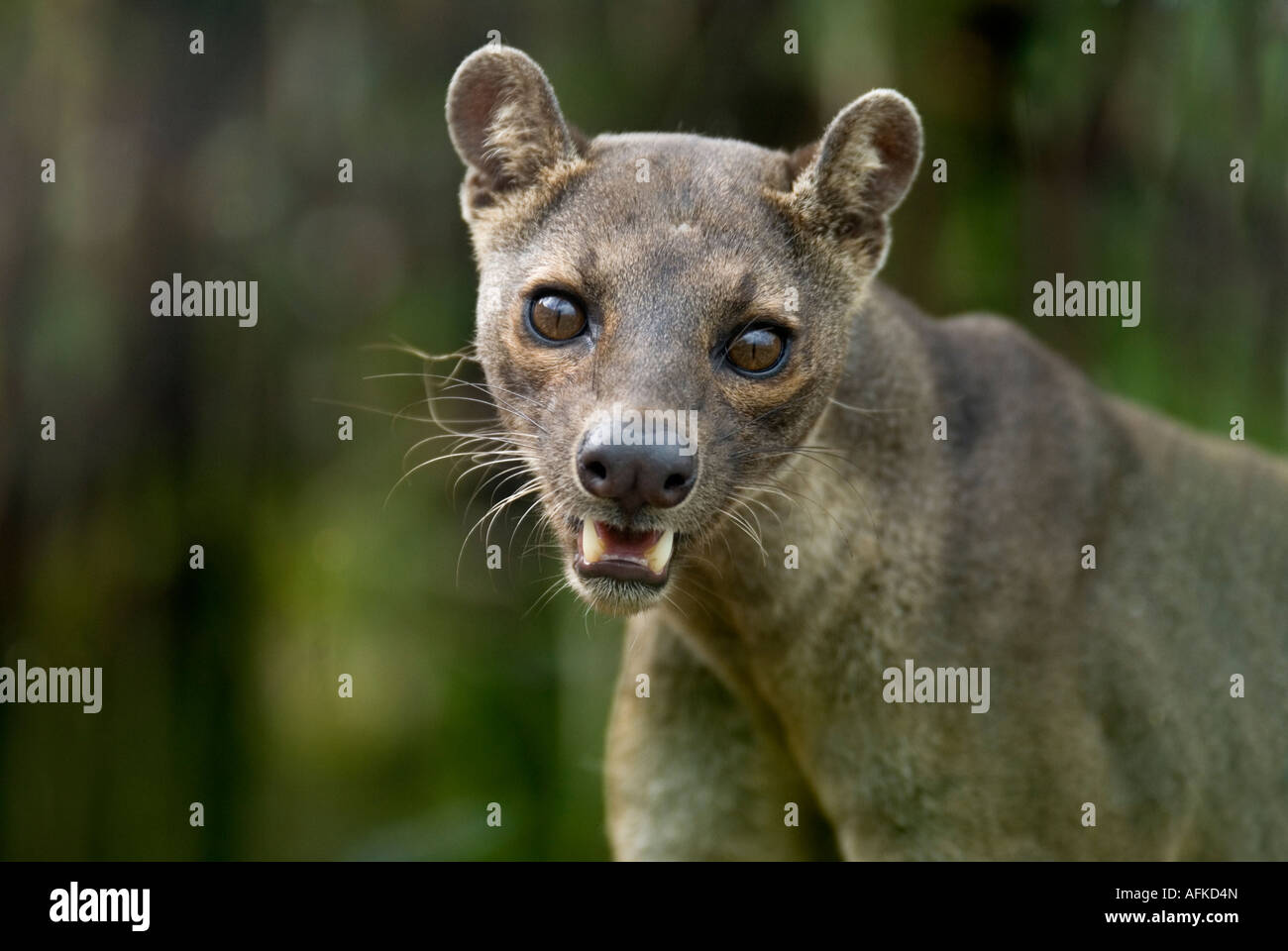 FOSSA Cryptoprocta Ferox Madagaskar Stockfoto