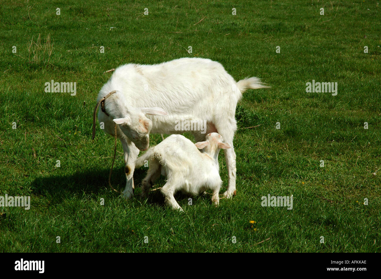 Ziege Bulgarien mütterlichen Mutterschaft mütterlichen motherlike Stockfoto